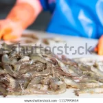 pacific-white-shrimps-production-shrimp-600w-1117990454